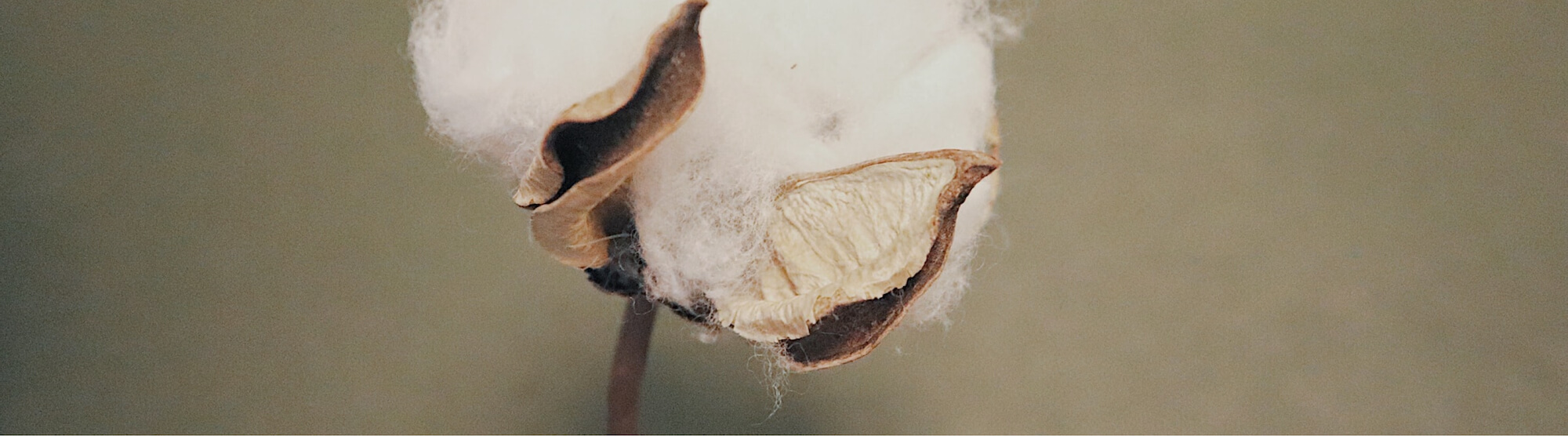 Cotone Organico